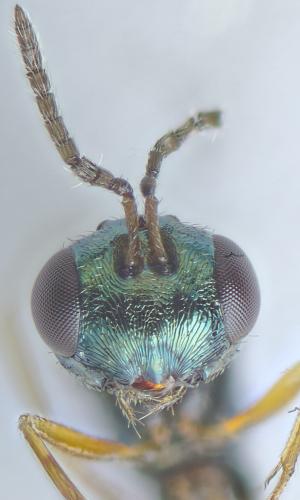 Coruna clavata